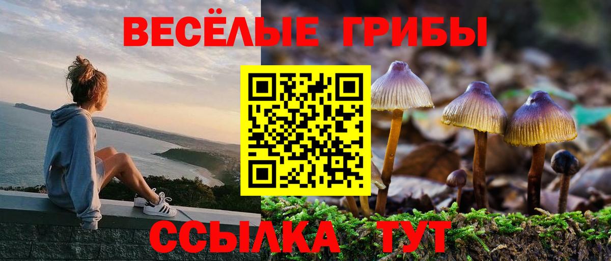 Галлюциногенные грибы Psilocybine cubensis Сургут